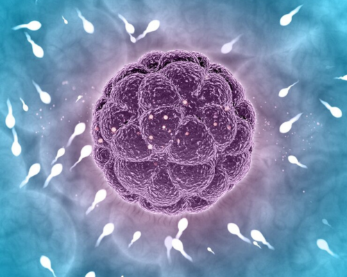 Embryo Freezing